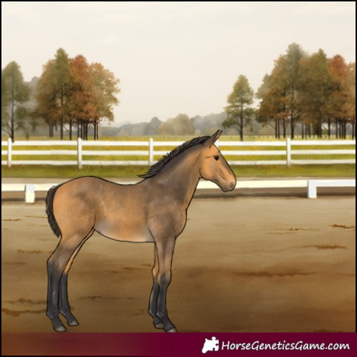 Horse Color:Buckskin 