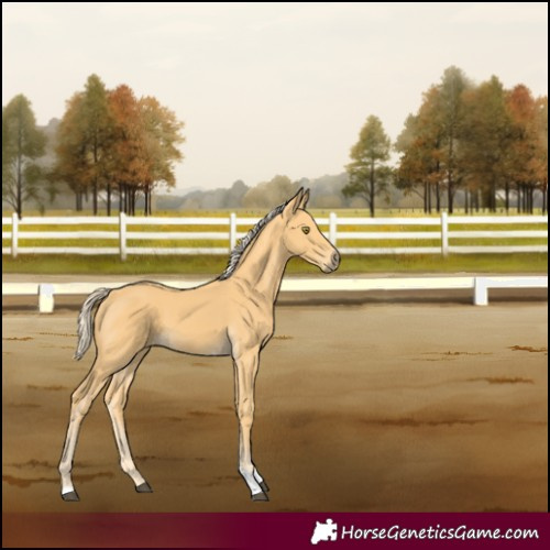 Horse Color:Palomino Tobiano 