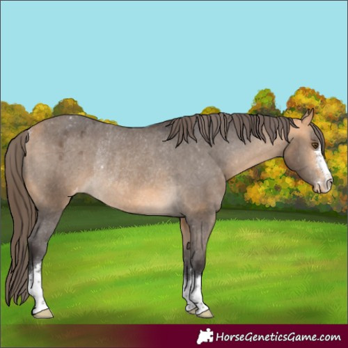 Horse Color:Buckskin Appaloosa Rabicano 