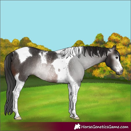 Horse Color:Gray Brown Tobiano Rabicano 
