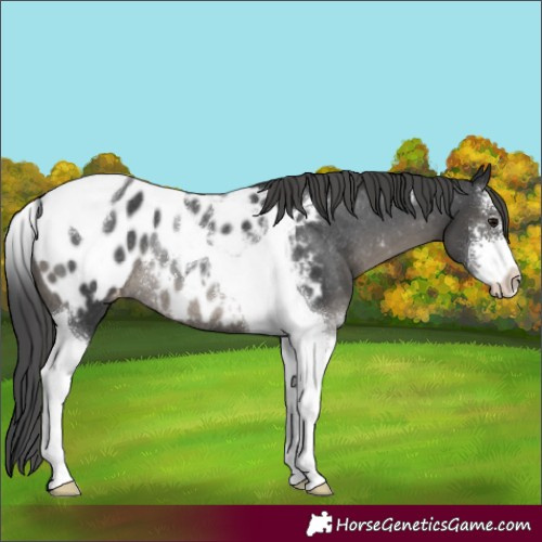 Horse Color:Black Sabino Tobiano Appaloosa Rabicano 