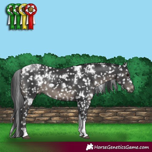 Horse Color:White Spotted Black Tobiano Appaloosa Rabicano 