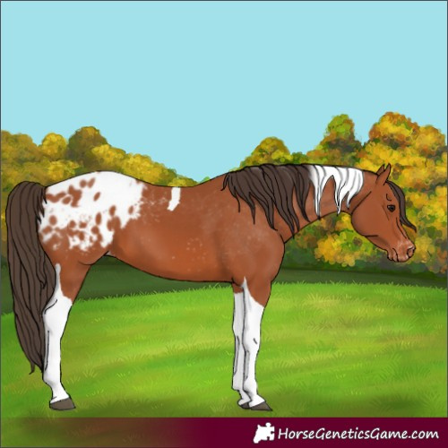 Horse Color:Bay Tobiano Appaloosa 