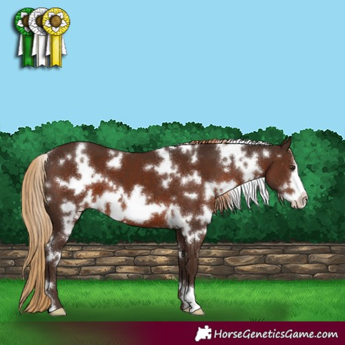 Horse Color:White Spotted Liver Chestnut Frame 