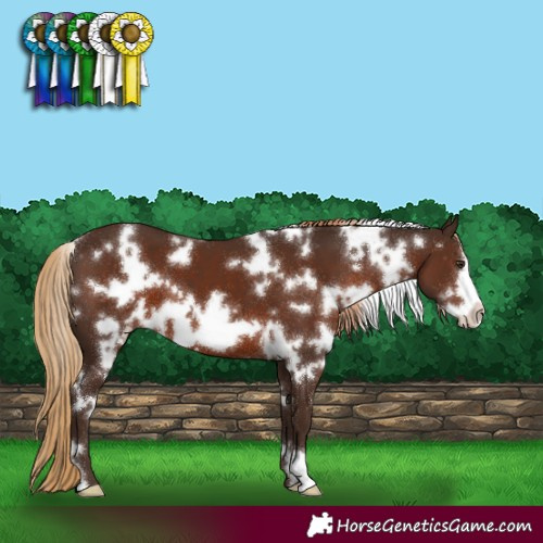 Horse Color:White Spotted Liver Chestnut Frame 