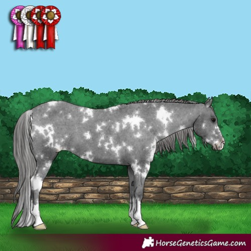 Horse Color:White Spotted Black Appaloosa 