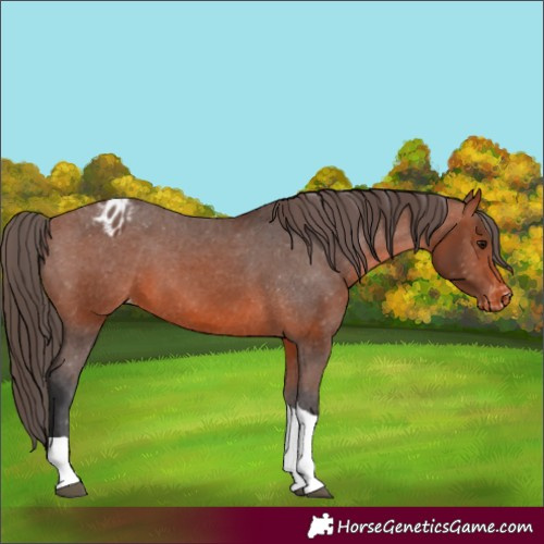 Horse Color:Bay Tobiano Appaloosa 