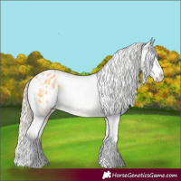 Horse Color:Palomino Roan Splash Appaloosa 