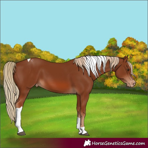 Horse Color:Chestnut Tobiano Appaloosa 