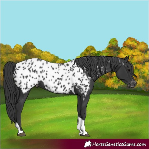 Horse Color:Black Tobiano Appaloosa 