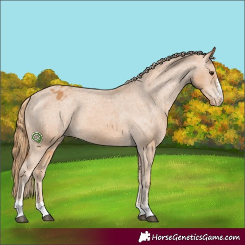 Horse Color:Chestnut Appaloosa 