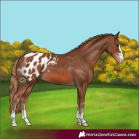 Horse Color:Chestnut Appaloosa