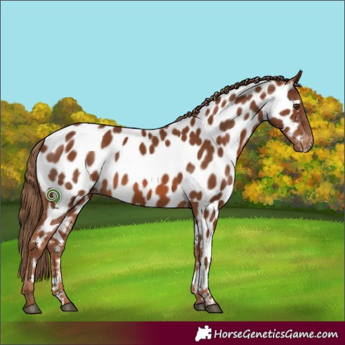 Horse Color:Chestnut Appaloosa