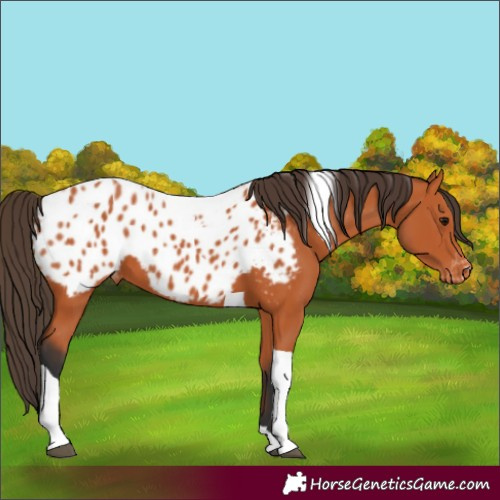 Horse Color:Bay Tobiano Appaloosa 