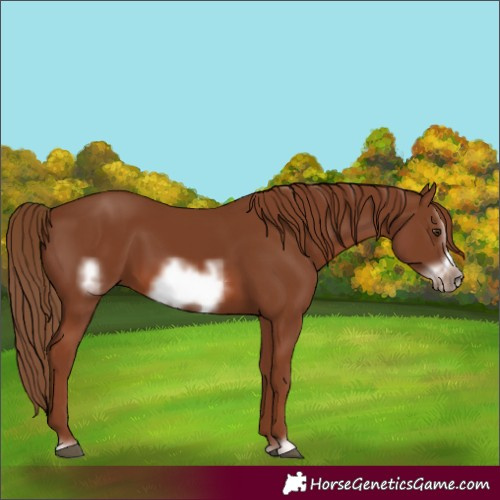Horse Color:Chestnut Frame 
