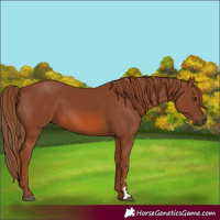 Horse Color:Chestnut 