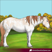 Horse Color:White Spotted Sable Champagne Pearl Dun Rabicano