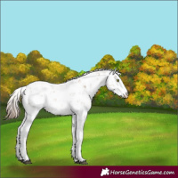 Horse Color:Liver Chestnut Pearl Sabino Rabicano 