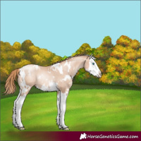 Horse Color:White Spotted Gold Champagne Pearl Splash Rabicano 