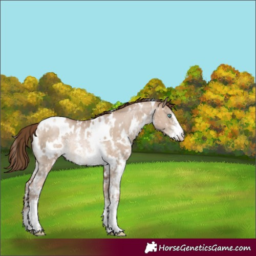 Horse Color:White Spotted Brown Pearl Dun Sabino Rabicano 