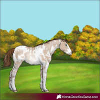 Horse Color:White Spotted Brown Pearl Dun Sabino Rabicano 
