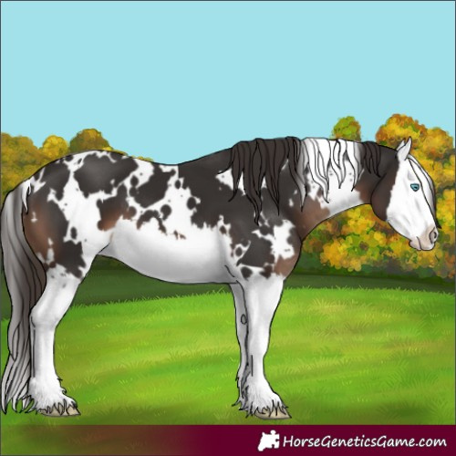 Horse Color:White Spotted Liver Chestnut Splash 
