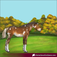 Horse Color:White Spotted Chocolate Palomino 