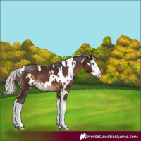 Horse Color:White Spotted Silver Brown Splash 
