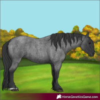 Horse Color:Blue Roan 