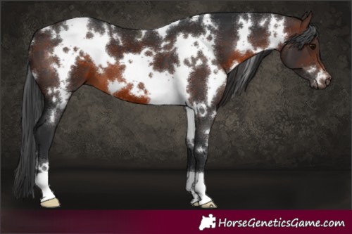 Horse Color:White Spotted Brown 