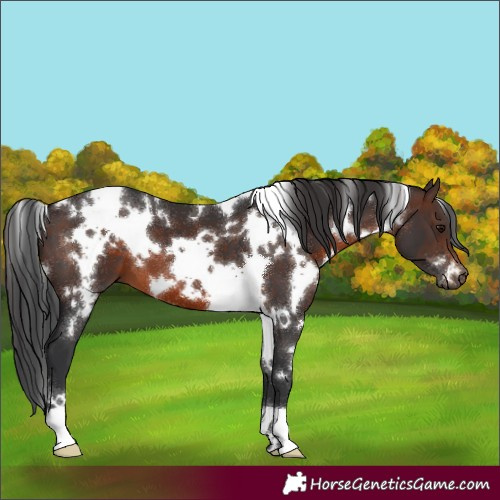 Horse Color:White Spotted Brown 