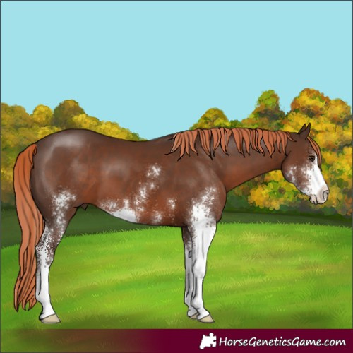 Horse Color:Liver Chestnut Sabino 