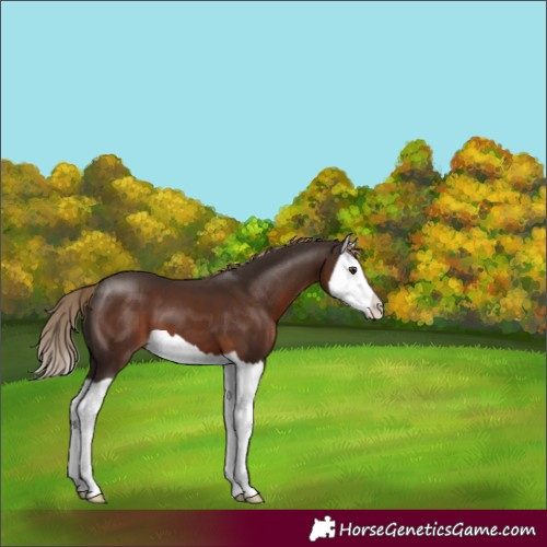 Horse Color:Liver Chestnut Splash 
