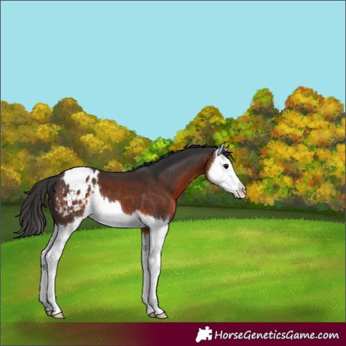 Horse Color:Brown Splash Appaloosa 