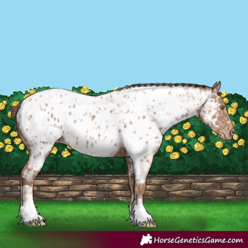 Horse Color:Silver Classic Champagne Tobiano Appaloosa Rabicano  and Classic Champagne Tobiano Appaloosa Rabicano 