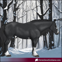 Horse Color:Black Tobiano