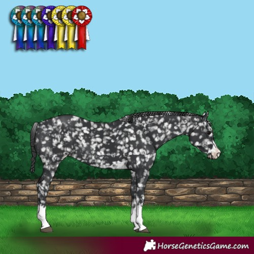 Horse Color:Black Snowflake Varnish  and Black Snowflake Varnish 