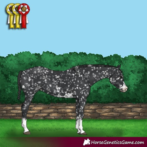 Horse Color:Black Appaloosa  and Black Appaloosa 