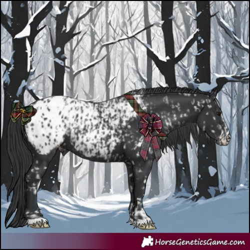 Horse Color:Black Appaloosa  and Black Appaloosa 