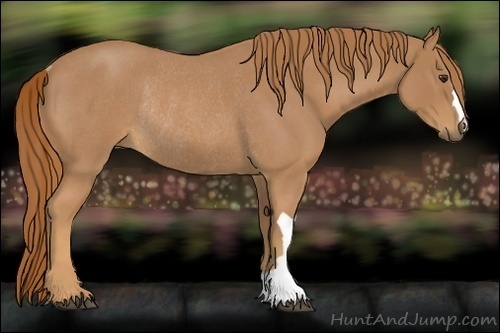 Horse Color:Unknown