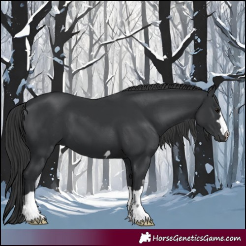 Horse Color:Black 