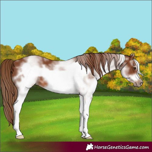 Horse Color:White Spotted Chestnut Sabino Frame