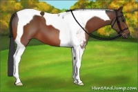 Horse Color:Bay Tobiano 