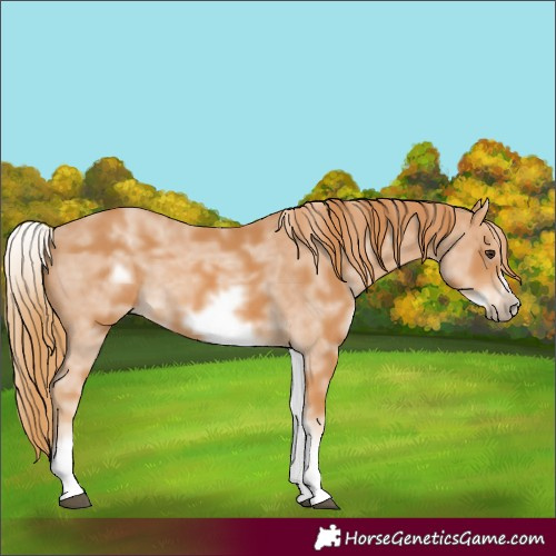Horse Color:White Spotted Chestnut Sabino Frame 