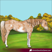 Horse Color:White Spotted Chestnut Sabino Frame
