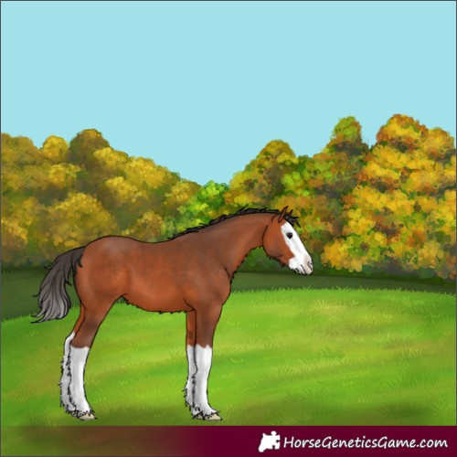 Horse Color:Bay Splash 