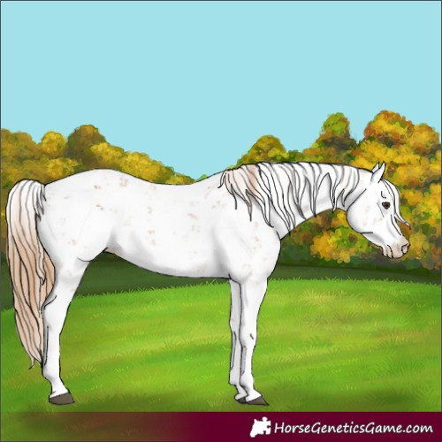 Horse Color:Chestnut Sabino 