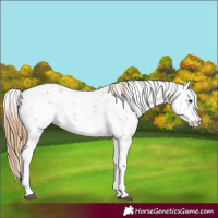 Horse Color:Chestnut Sabino 