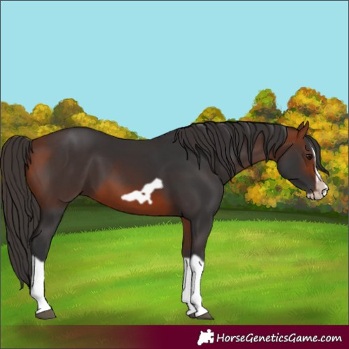 Horse Color:Bay Splash Frame 