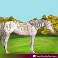 Horse Color:Amber Champagne Sabino Tobiano Appaloosa  and Amber Champagne Sabino Tobiano Appaloosa 